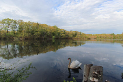 Norwood Pond Beverly MA - Swan