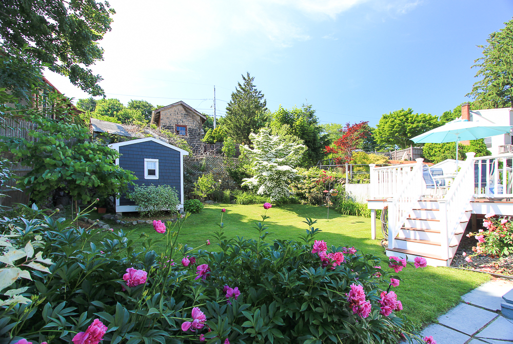 Peonies in the garden with yard and deck and shed beyond 18 Hobart Avenue Beverly Massachusetts beyond