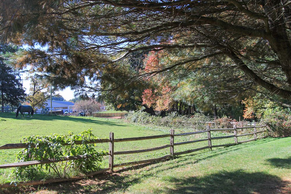 Split rail fence and horse view of neighbors land 376 Highland Street Hamilton Massachusetts
